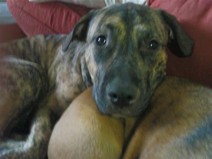 Blanding af racer Csibész - Fra d. 9/3/09. Mor jeg er liiidt træt billede 13