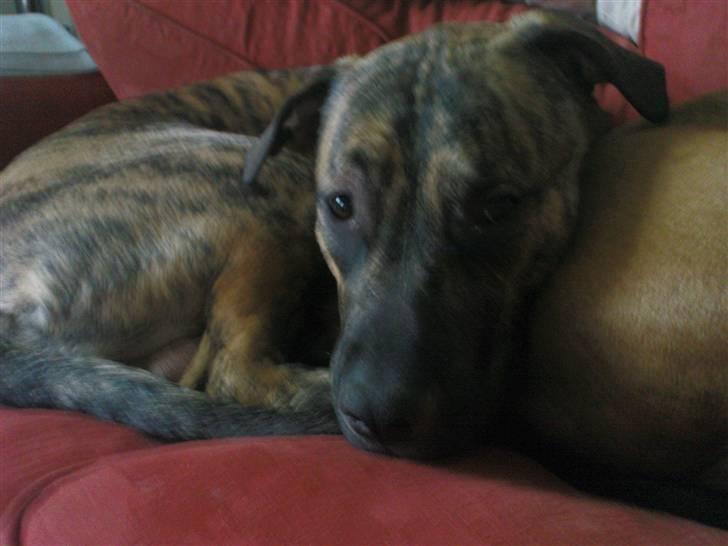 Blanding af racer Csibész - Fra d. 9/3/09. Vil altså gerne sove :) billede 14