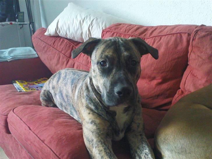 Blanding af racer Csibész - Fra d. 9/3/09. Hey hvad så ?? billede 15