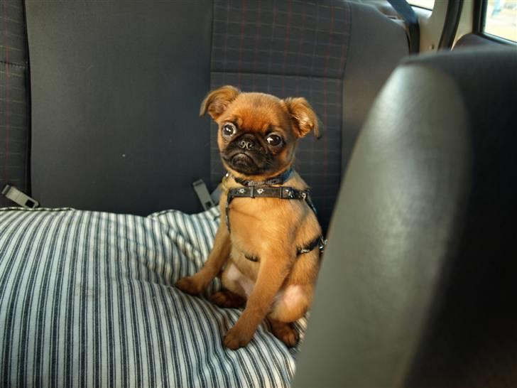 Griffon petit brabancon Pixi - Pixi på biltur, 11uger billede 16