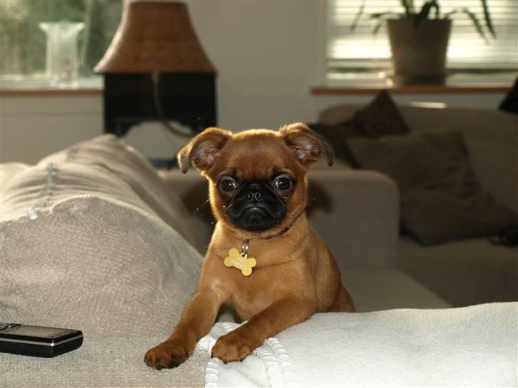 Griffon petit brabancon Pixi - pixi 11uger billede 17