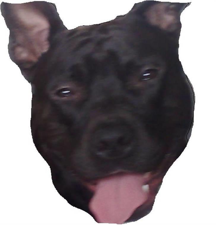 Amerikansk staffordshire terrier Zippo - Zippo i profil billede 1