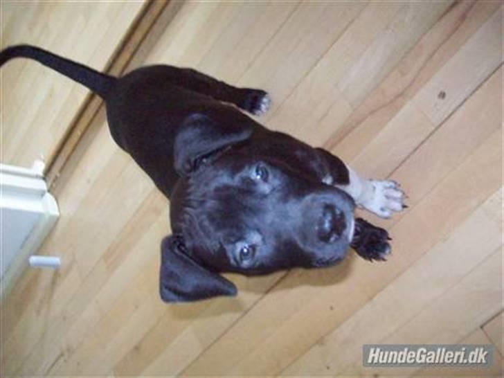 Amerikansk staffordshire terrier Zippo - Vores lille Zippo. 1 Dag.  billede 2