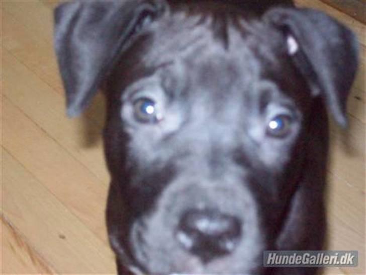 Amerikansk staffordshire terrier Zippo - Baby Zippo. nååår! billede 3