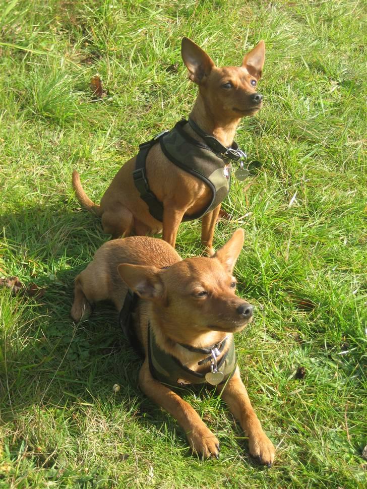 Dvaergpinscher Enya - Enya og Ellie oktober 08 billede 7