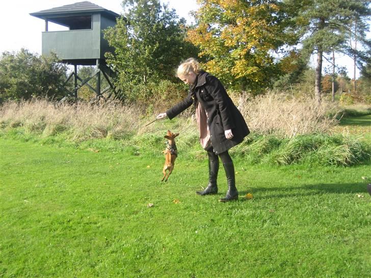 Dvaergpinscher Enya - Hoppende Enya oktober 08 billede 8