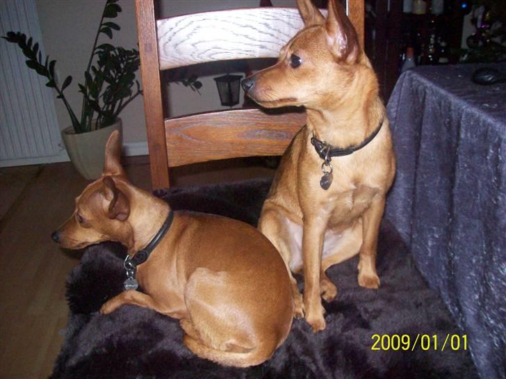 Dvaergpinscher Enya - Enya og Ellie nytårsaften 08/09 billede 9