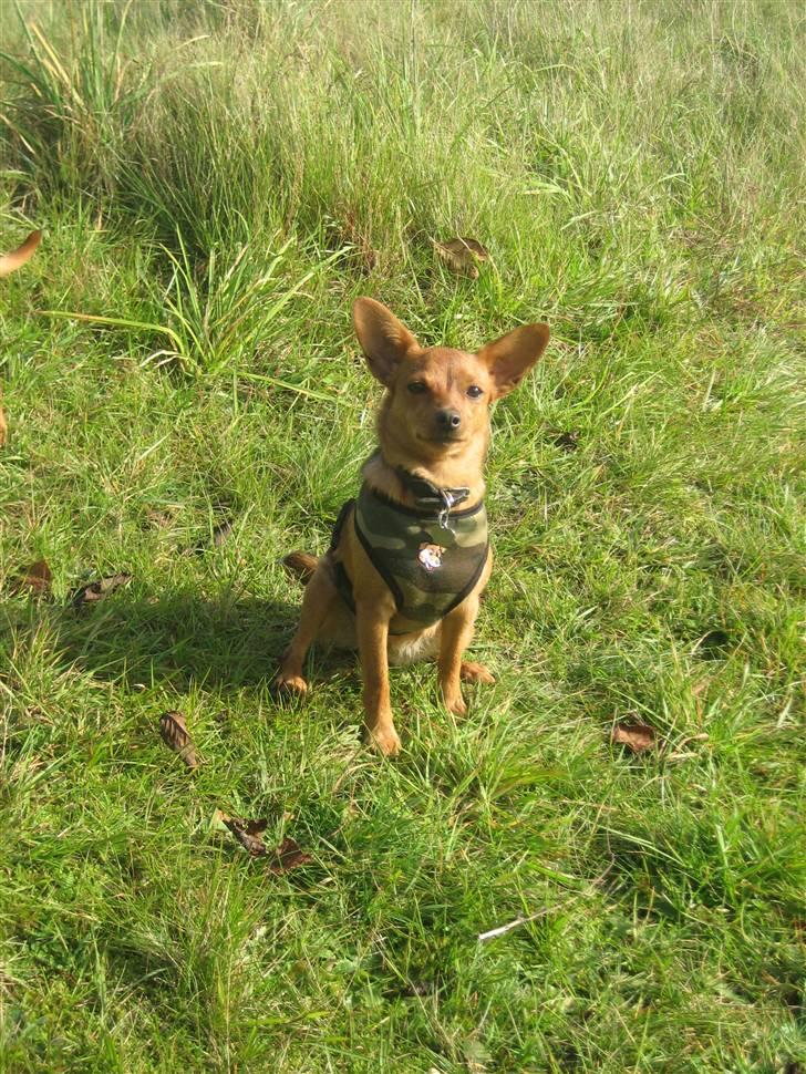 Blanding af racer Ellie - Ellie oktober 08 billede 1