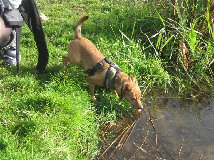 Blanding af racer Ellie - Tøøøøørstig oktober 08 billede 3
