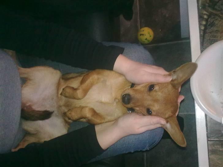 Blanding af racer Ellie - Ellie elsker at ligge på ryggen :-) billede 5