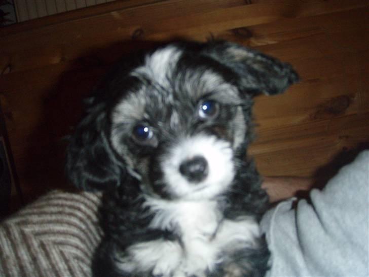 Chinese crested powder puff Mocca billede 8