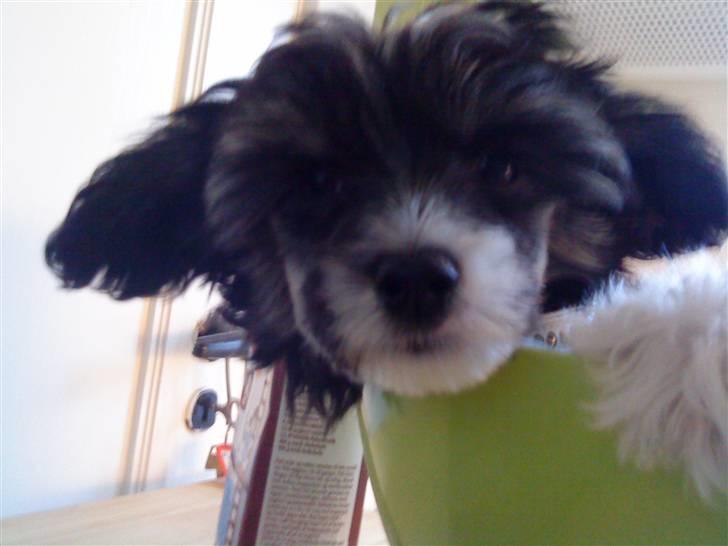 Chinese crested powder puff Mocca billede 9