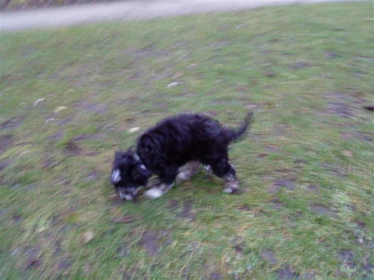 Chinese crested powder puff Mocca billede 10