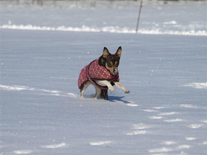 Dansk svensk gaardhund fenja billede 10