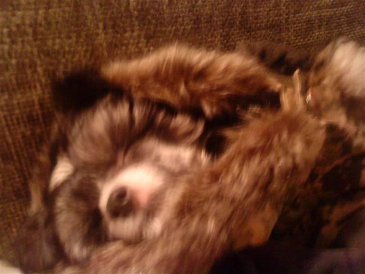 Chinese crested powder puff Mocca billede 11