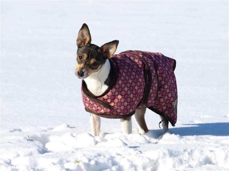 Dansk svensk gaardhund fenja billede 11