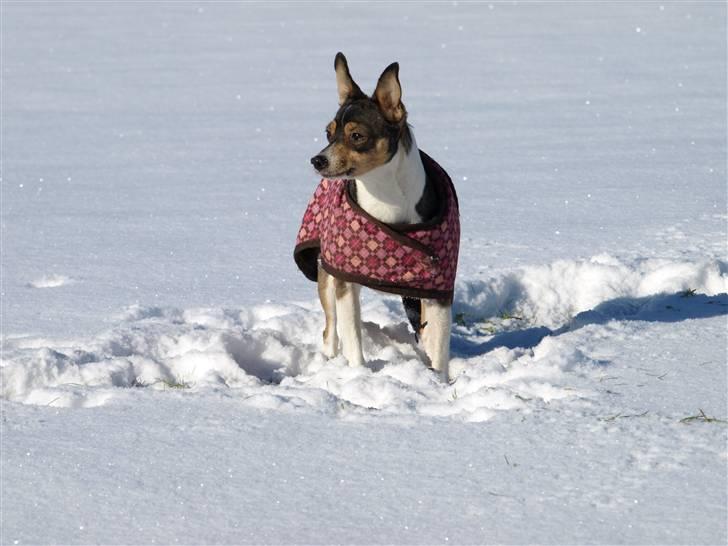 Dansk svensk gaardhund fenja billede 12
