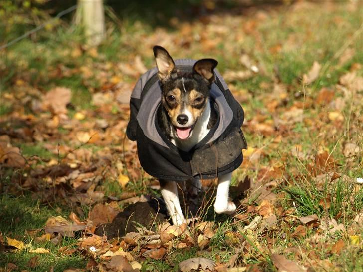 Dansk svensk gaardhund fenja billede 13
