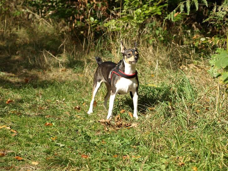 Dansk svensk gaardhund fenja billede 14