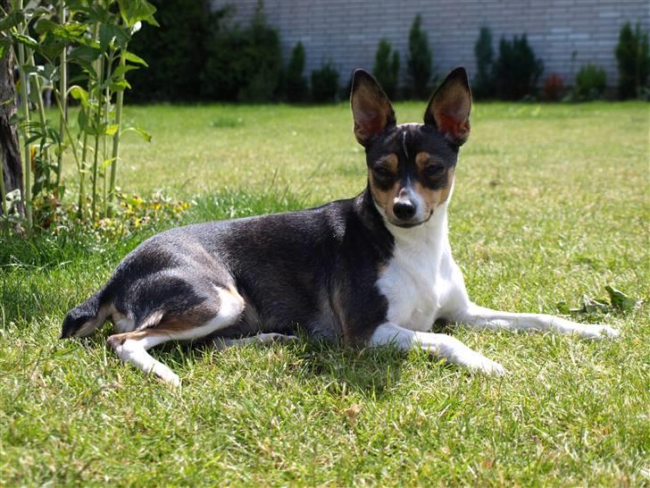 Dansk svensk gaardhund fenja billede 15