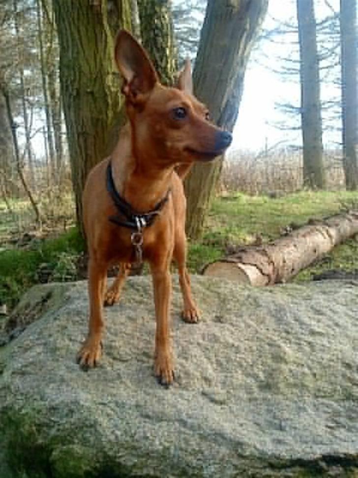 Dvaergpinscher Enya - Enya marts 09 billede 10