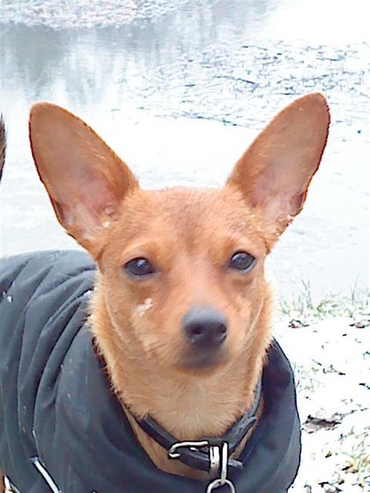 Blanding af racer Ellie - Ellie Februar 09 billede 6