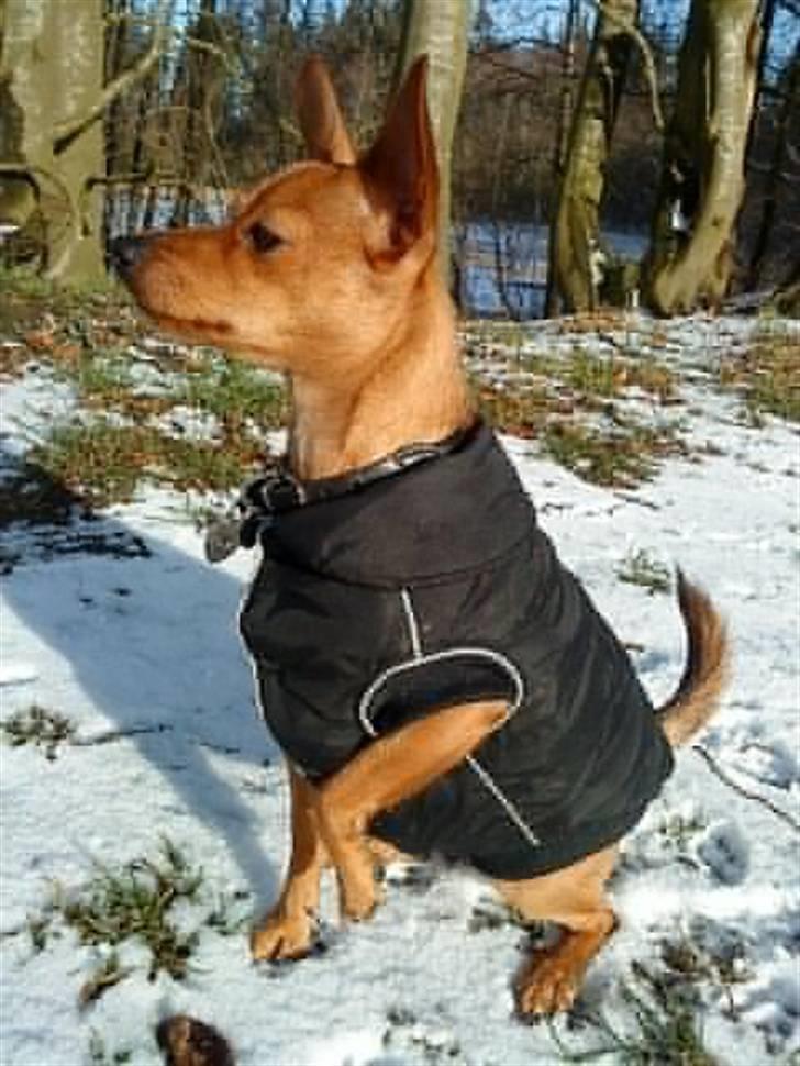 Blanding af racer Ellie - Ellie februar 09 billede 7