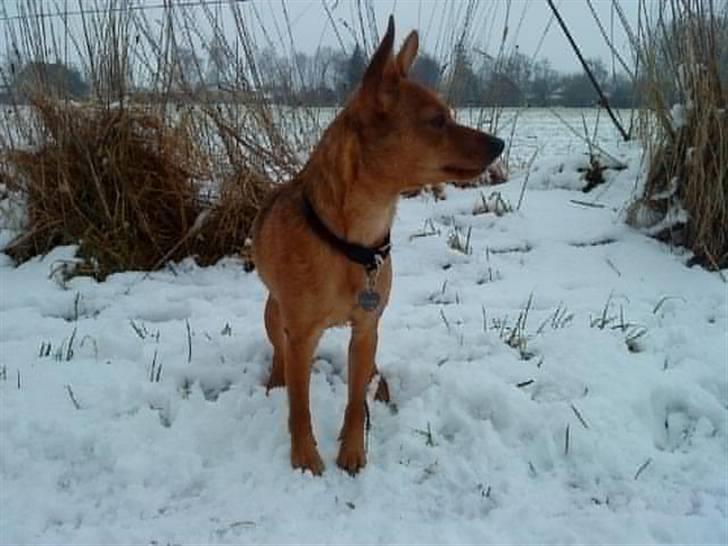 Blanding af racer Ellie - Ellie på udkig januar 09 billede 8