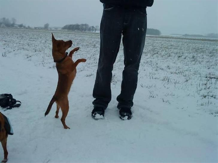 Blanding af racer Ellie - Ellie - kast den snebold. januar 09 billede 9