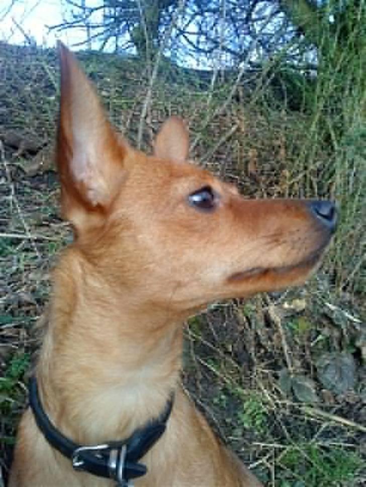 Blanding af racer Ellie - Smukke Ellie marts 09 billede 10