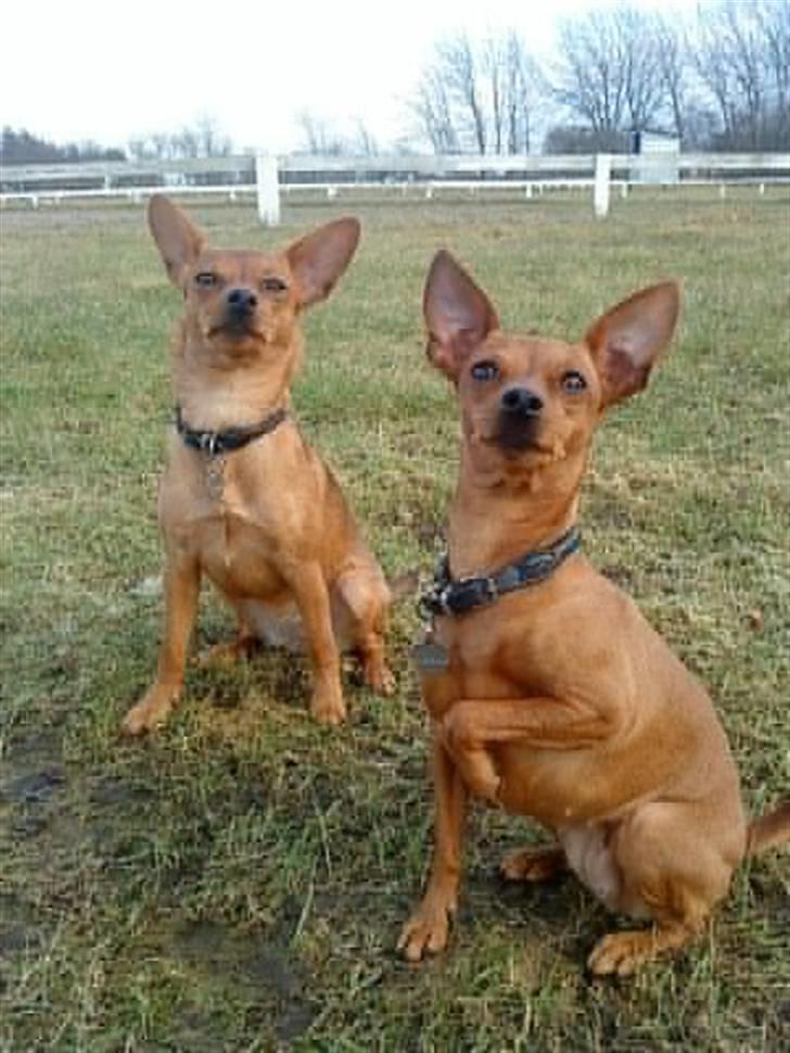 Blanding af racer Ellie - Ellie og Enya marts 09 billede 11