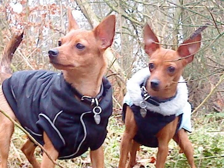 Blanding af racer Ellie - Ellie og Enya februar 09 billede 12