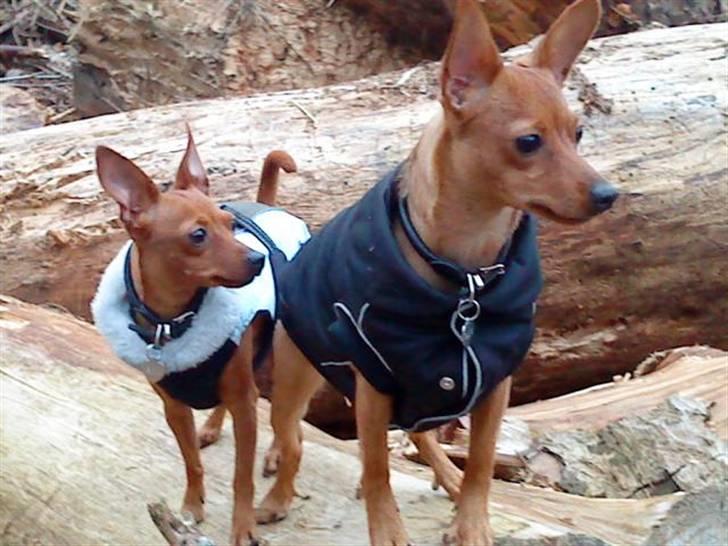 Blanding af racer Ellie - Ellie og Enya i skoven februar 09 billede 13