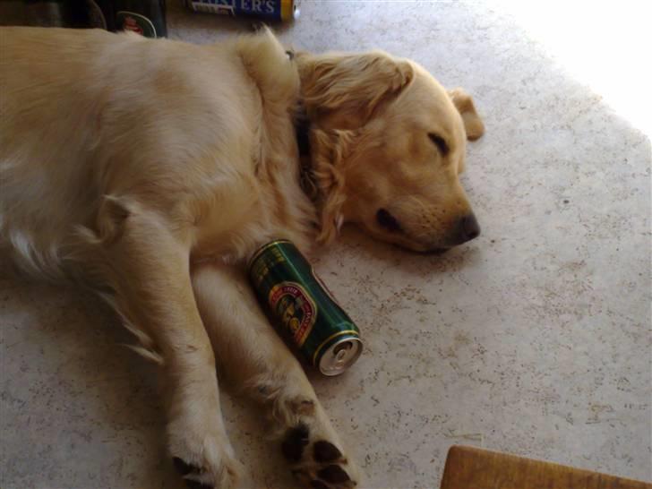 Labrador retriever chicko  - drukmås billede 10