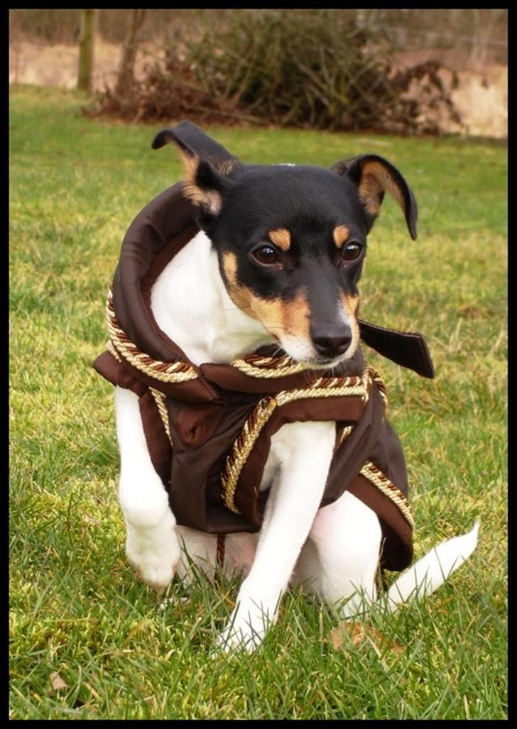 Dansk svensk gaardhund Gry billede 15