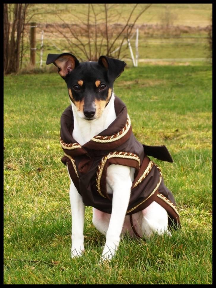 Dansk svensk gaardhund Gry billede 16