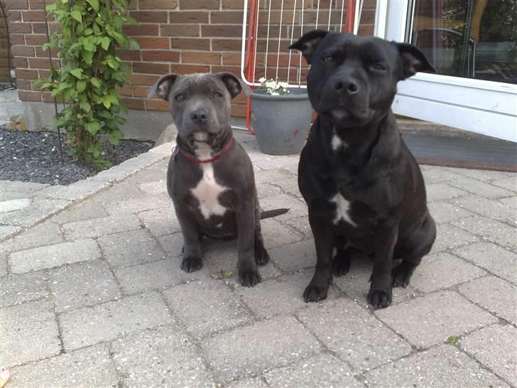 Staffordshire bull terrier Nala - 18 uger og sammen med min bedste veninde billede 2