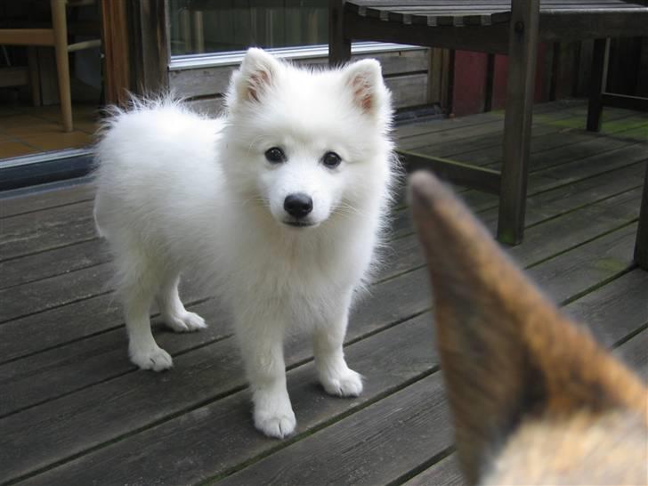 Japansk spids Wilbur billede 9