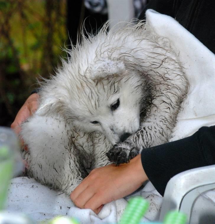 Japansk spids Wilbur billede 10