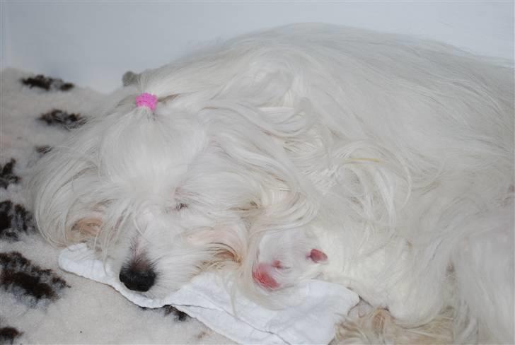 Coton de tulear Jegums Princess Becca - Marts 2011 - Becca og hendes søn Amigo - ren idyl. billede 12