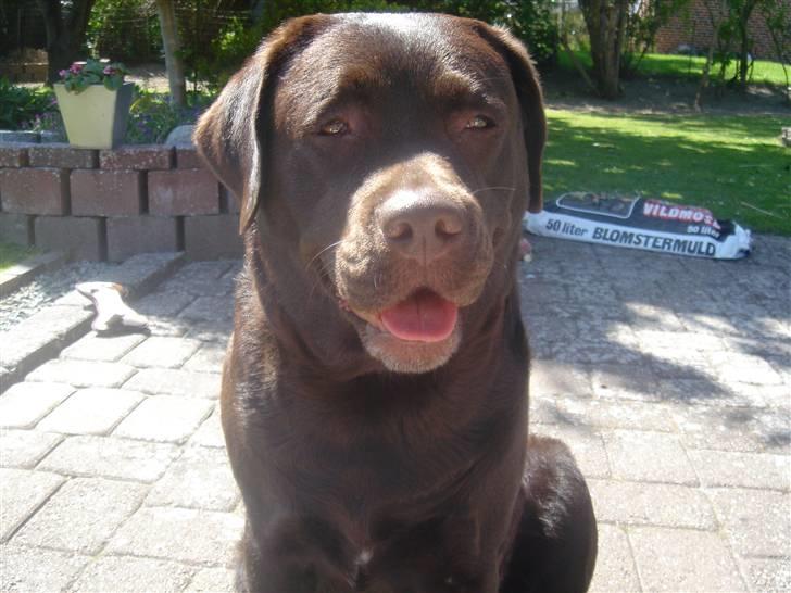 Labrador retriever Lab.Dog's Yasmin (Cocio) billede 1