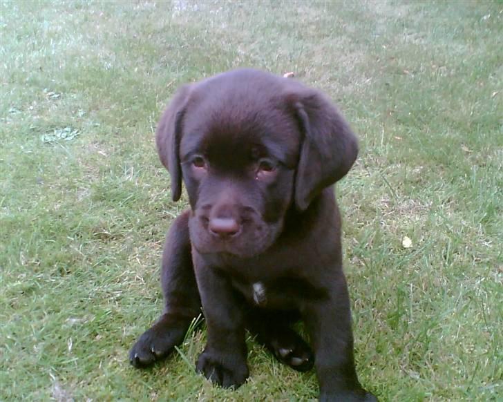 Labrador retriever Lab.Dog's Yasmin (Cocio) - Cocio da vi lige havde fået hende - otte uger gammel :-) billede 2
