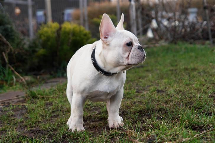 Fransk bulldog Dixie Baby DVDB billede 9