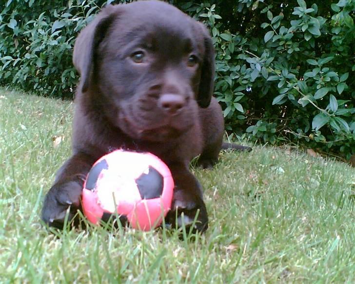 Labrador retriever Lab.Dog's Yasmin (Cocio) - Dejligere hvalp findes der ikke! billede 3