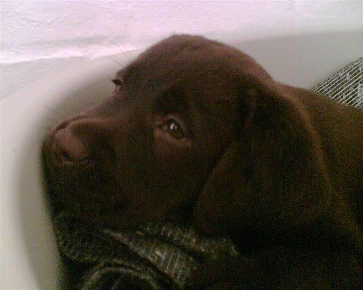 Labrador retriever Lab.Dog's Yasmin (Cocio) - Sweet<3 billede 4