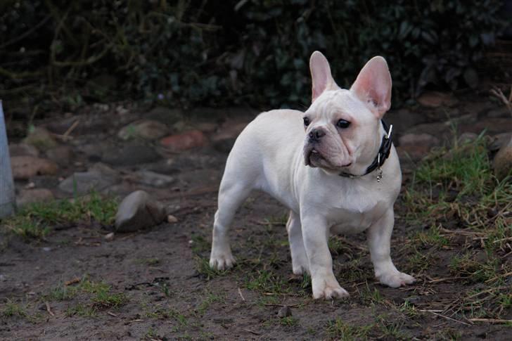 Fransk bulldog Dixie Baby DVDB billede 10