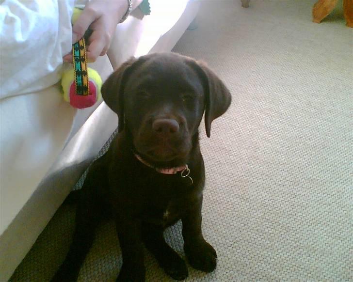 Labrador retriever Lab.Dog's Yasmin (Cocio) - Cocio da hun var omkring et halvt år gammel..  billede 5