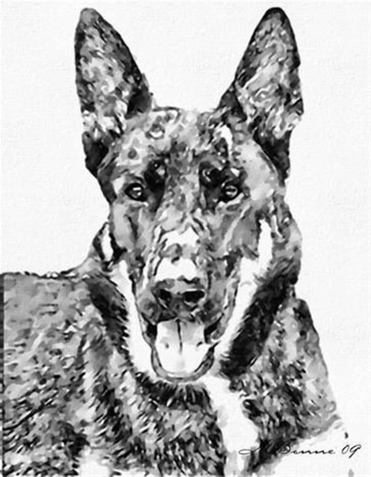 Blanding af racer Zaco billede 17