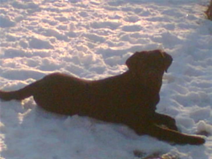 Labrador retriever Lab.Dog's Yasmin (Cocio) - Ærgeligt at billedet ikke er mere tydeligt, ellers et super smukt billede af Cocio i sne og sol! billede 6