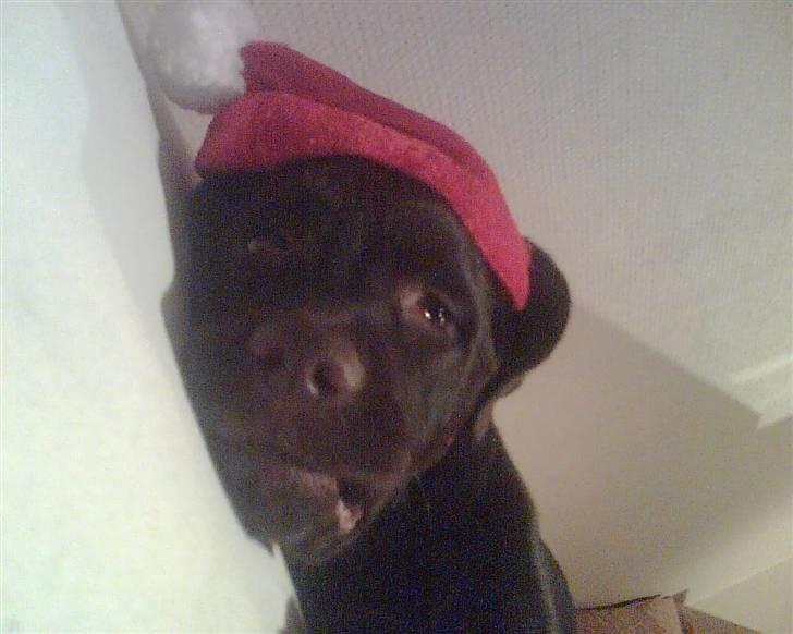 Labrador retriever Lab.Dog's Yasmin (Cocio) - Julebjørn :o) billede 7